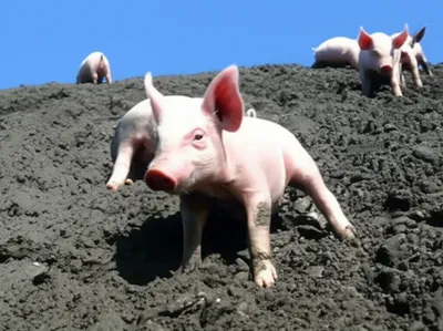 Illustration slick - Image 1