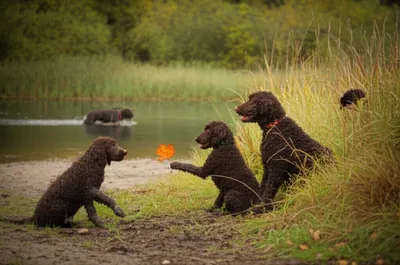 Illustration poodle - Image 1