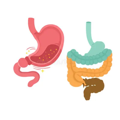 Illustration peptic - Image 1