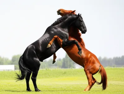 Illustration horsing - Image 1