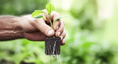 Illustration doe - Image 1