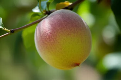 Illustration pubescent - Image 1