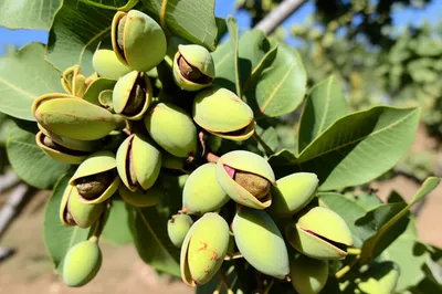 Illustration pistachio