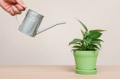 Illustration disposing - Image 1