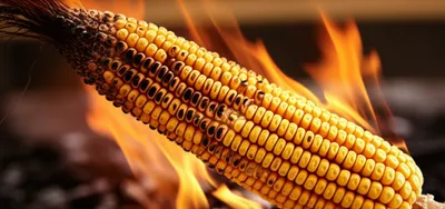 Illustration corncob - Image 1