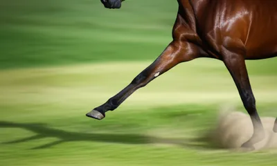 Illustration canter - Image 1