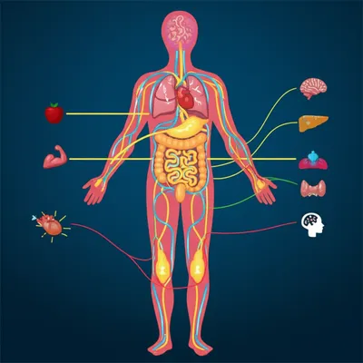 Illustration metabolise - Image 1
