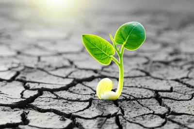 Hình ảnh minh họa revitalizing - Ảnh 1