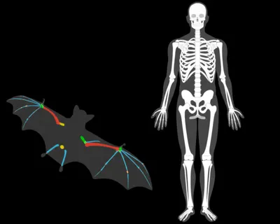 Illustration homology