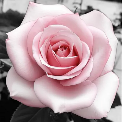 Illustration tinge - Image 1