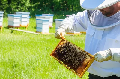 Illustration beekeeper