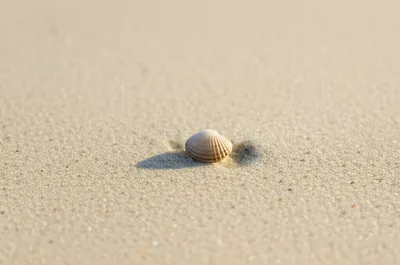 Illustration peanut - Image 1