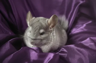 Hình ảnh minh họa velvet - Ảnh 1