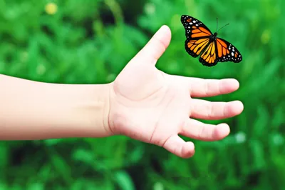 Illustration appendage