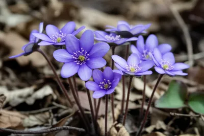 Illustration hepatica - Image 1