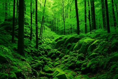 Illustration forest - Image 1