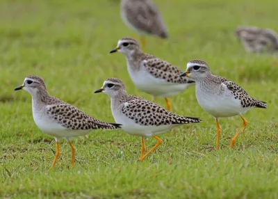 Illustration dotterel - Image 1