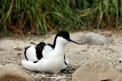 Illustration avocet - Image 2