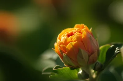 Illustration blooms - Image 1