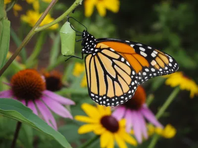 Illustration imago - Image 1