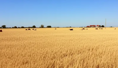 Illustration plains - Image 1