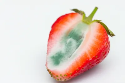 Illustration mould - Image 1