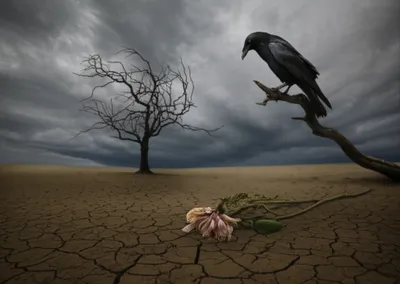 Hình ảnh minh họa devotes - Ảnh 1