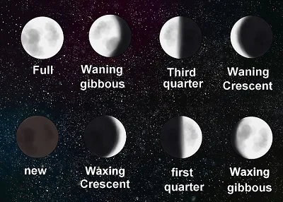 Illustration wax - Image 2