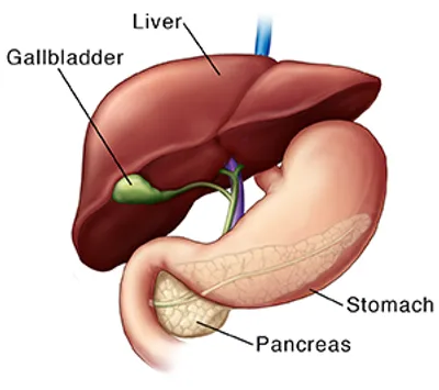 Illustration pancreas - Image 2