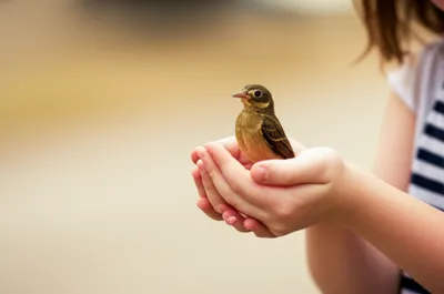 Illustration spares - Image 1