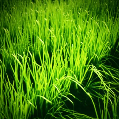 Illustration locos - Image 1