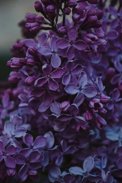 Illustration lilacs - Image 2