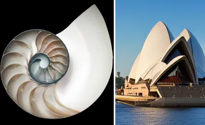 Illustration conchae - Image 1