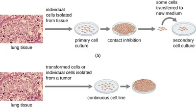 Illustration isolate - Image 2