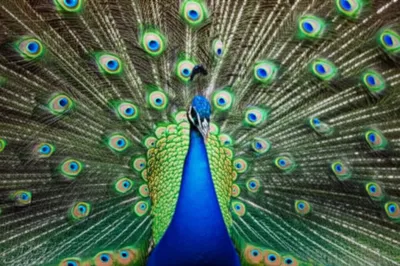 Illustration graduating - Image 1