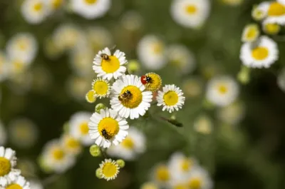 Illustration pyrethrum - Image 1