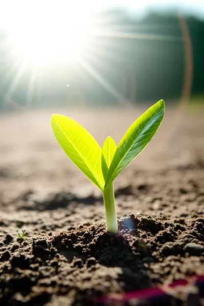 Illustration manifest - Image 1