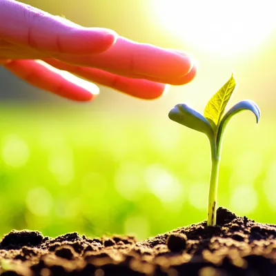 Illustration deferral - Image 1