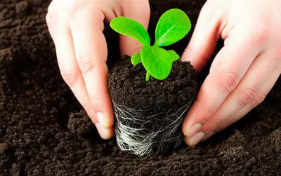 Illustration implantations - Image 1