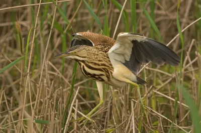 Illustration bumble - Image 1