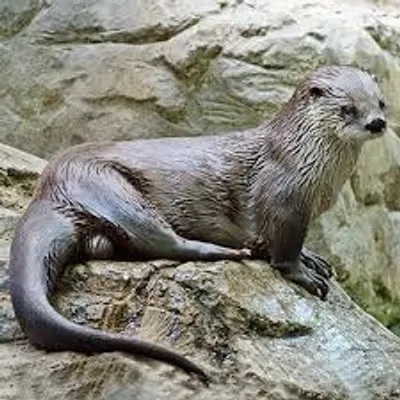 Illustration otter - Image 2