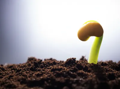 Illustration beginnings