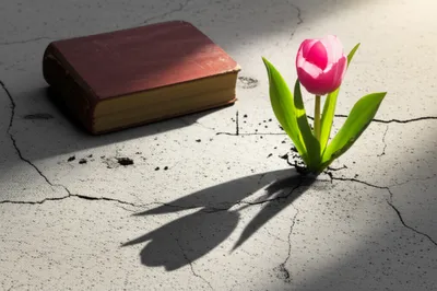 Illustration novels - Image 1