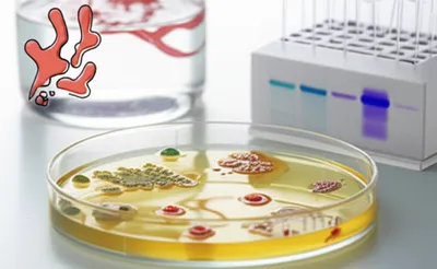 Illustration agar - Image 2