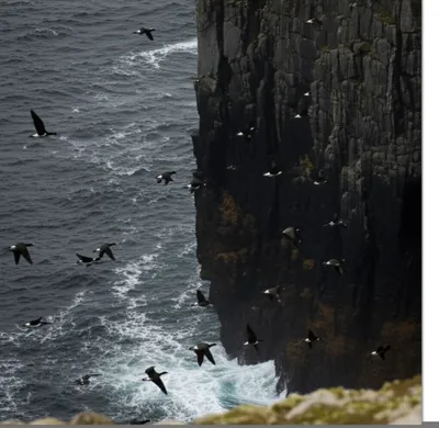 Illustration brant - Image 1