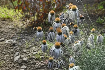 Illustration dulling - Image 1