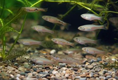 Illustration bully - Image 1