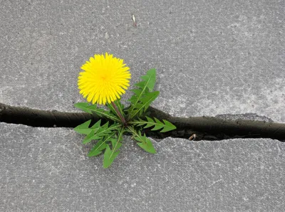 Illustration dissidence - Image 1