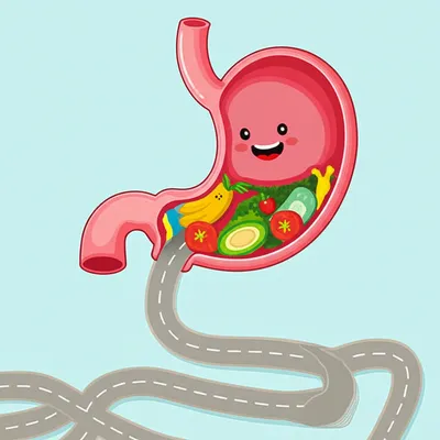 Illustration duodenum