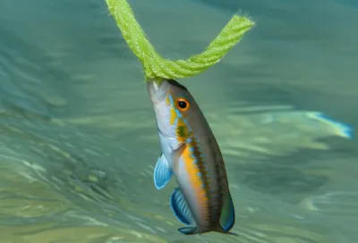 Illustration nippers - Image 1